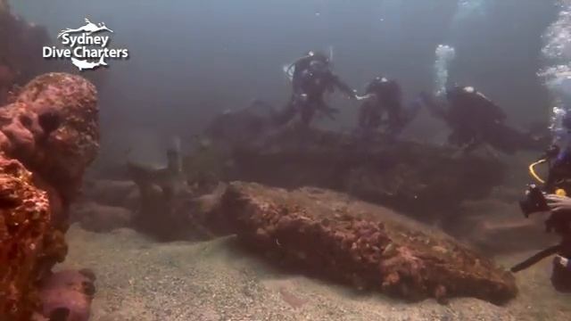 Grey Nurse Shark passes line of scuba divers at The Apartments best dive site смотреть онлайн