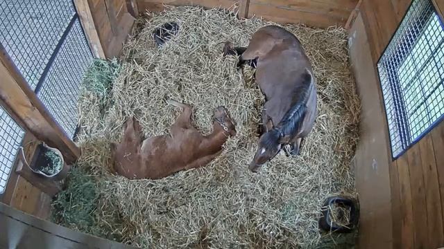 Foal Patrol Season 5 - Traveling Tiger at Safari North in Versailles, KY смотреть онлайн