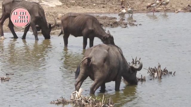 WILDEST ANIMAL MOMENTS. #safari #warthog #maasaimara #savannah #wildlife #wildlifeanimals #wild смотреть онлайн