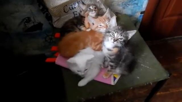 ТОЛПА КОТЯТ НА ТАБУРЕТКЕ смотреть онлайн