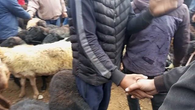 КОЙ КОЧКОР КОЗУ БААЛАРЫ смотреть онлайн