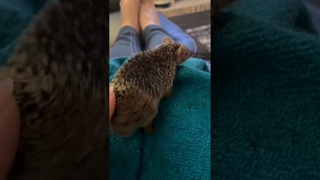 Прикольные видео с животными. смотреть онлайн