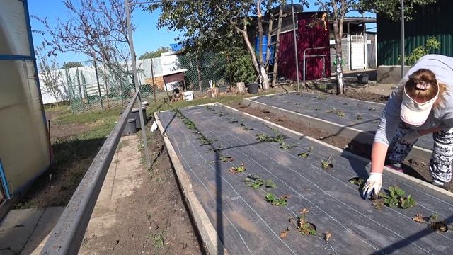 Перевели бройлеров в сарай🐥🐤Удобрили клубнику🍓С травой напряг😏Дом в станице🏡 смотреть онлайн