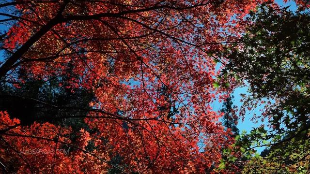 Как Выбрать Магическое Имя - Маг Sargas