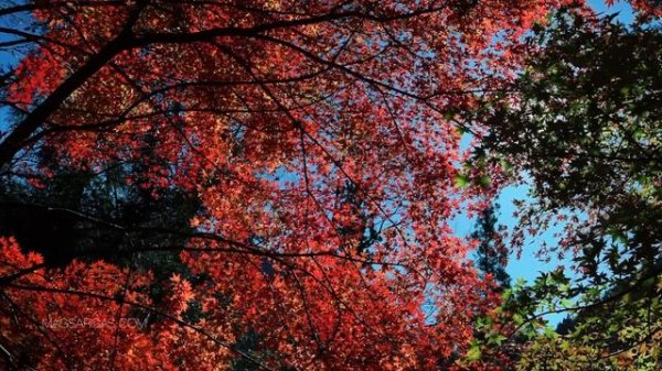 Как Выбрать Магическое Имя - Маг Sargas