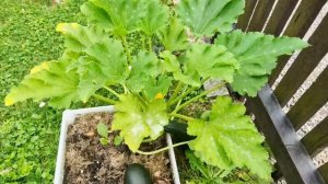 А на даче жизнь иначе!!!Отличная рыбалка..