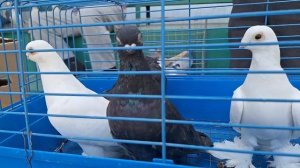 Рынок Голубей Алматы. Лето 2024. Верненский рынок голубей. #голуби  #рынкиголубей #алматы