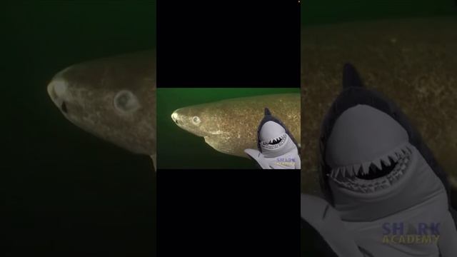 Тірі ағзалардағы электр үдерістері