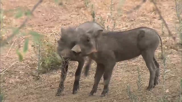 Warthog Piglets Play at the San Diego Zoo Safari Park смотреть онлайн