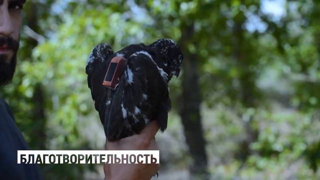 Siberian Wellness здесь каждый находит то, что искал! смотреть онлайн