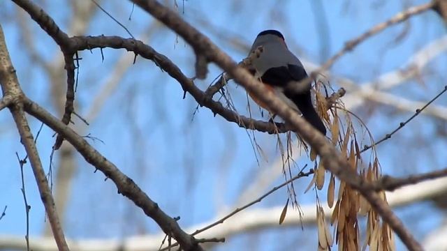 завтрак снегиря 05 апреля(MVI 6728) смотреть онлайн