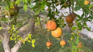 Отель «Paloma Foresta», Кемер, Бельдиби, подробный обзор!🔥