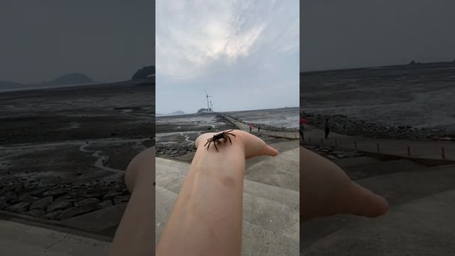 почему жэ крабы передвигаются на бок🧐 смотреть онлайн