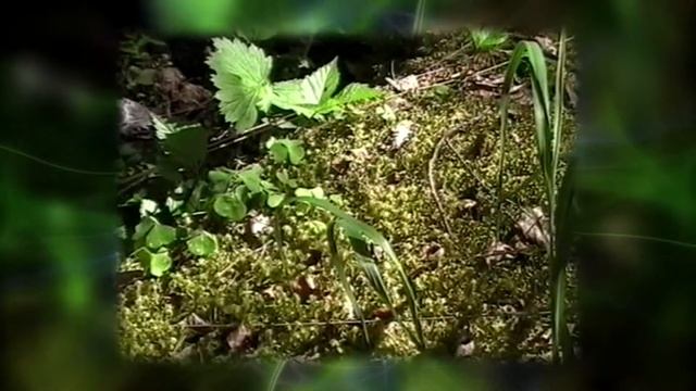 Экологическая тропа / Уроки Зарипова Р.Г./ смотреть онлайн