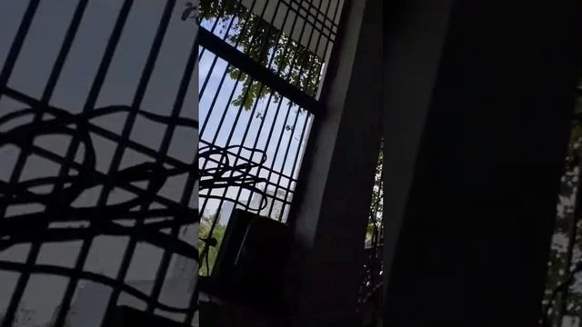 चिड़ियों का चहचाना ❤️❤️ ll People & blogs, Shalini 0128 , Shalini, vlogs смотреть онлайн