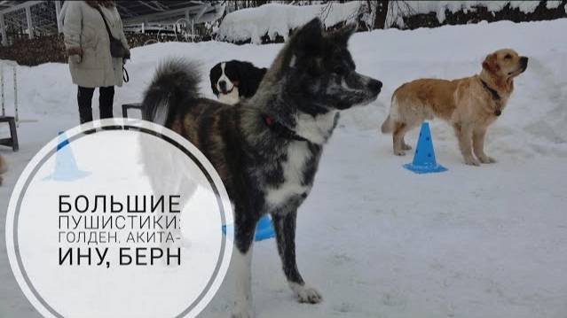 Догтренинг 717. Большие пушистики: голден, акита-ину, берн.