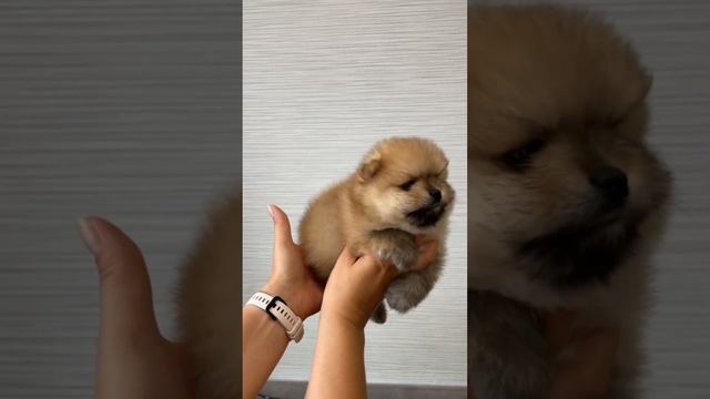 Щенки малого шпица. Доступны для бронирования! д.р. 07.07.2024г. Документы РКФ. г. Казань #шпиц