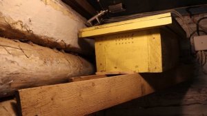 Шмели на моей усадьбе. Осмотр шмелиного улья. Что там внутри