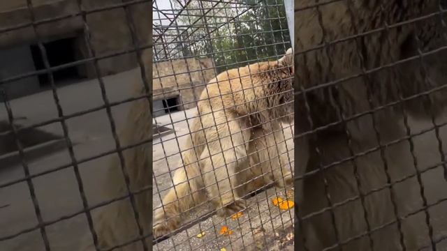 Как проходит день мишки блондинчика. Парк львов Тайган #тайган смотреть онлайн