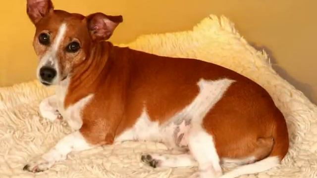 Sweet Jack Russel Lady смотреть онлайн