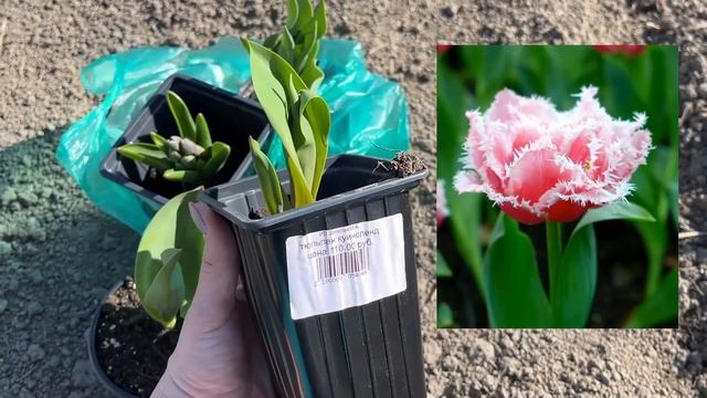 ДОМ В ДЕРЕВНЕ/ПЕРВЫЙ РАЗ САЖАЮ ЦВЕТЫ!/КУПИЛИ ТАЧКУ #домвдеревне #дача #загороднаяжизнь #вдеревне