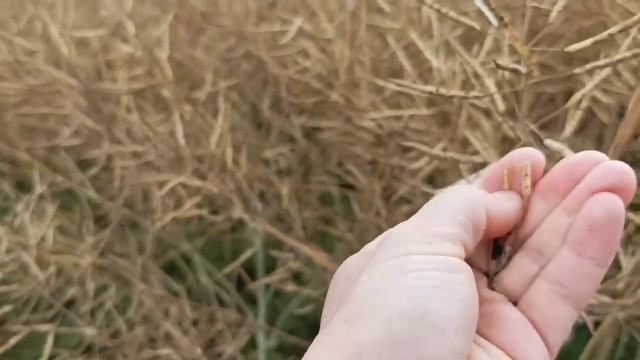 КАК ПОЧУВСТВОВАТЬ  РАДОСТЬ ЖИЗНИ?#радость#радостьжизни#поток#творческийпроцесс