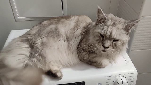 Мэйн-Кун в квартире смотреть онлайн