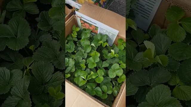 Продажа саженцев клубники г.Пенза, отправка по другим регионам. смотреть онлайн