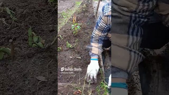 Высадка тюльпанов без всяких правил 🤔 смотреть онлайн