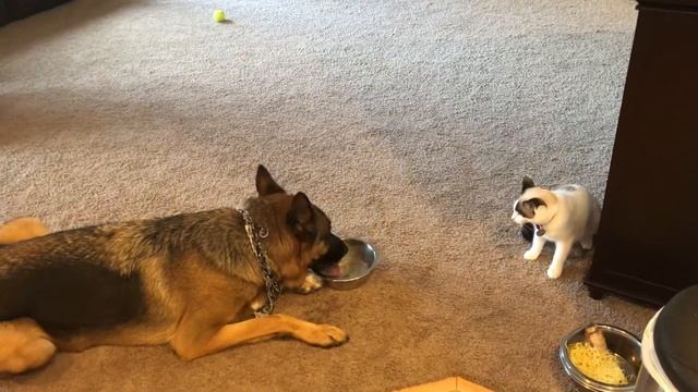 Овчарка против кошки смотреть онлайн