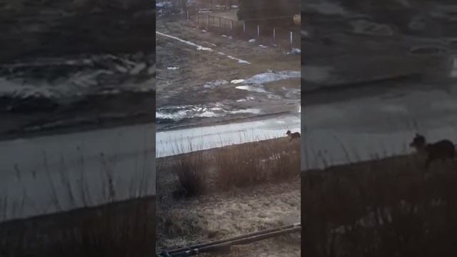 Собаки во дворе в деревне Чемодурово Воскресенского района. смотреть онлайн