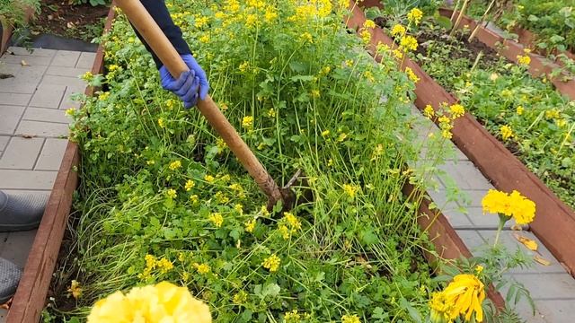 КАКИЕ СИДЕРАТЫ ВЫБРАТЬ? смотреть онлайн