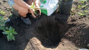 Как правильно посадить в грунт молодые черенки гортензии.