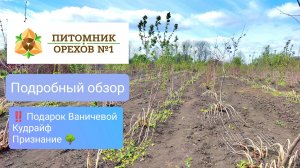 Питомник орехов N°1: обзор, история появления и фундук-долгожитель