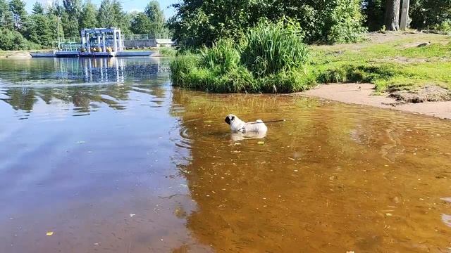 Вырица, пляж, солнце,рыбки и мы ... смотреть онлайн