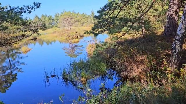 Латвия.Юрмала.В лес больше нельзя ходить. #jurmala #latvia #zannaeizvertina смотреть онлайн