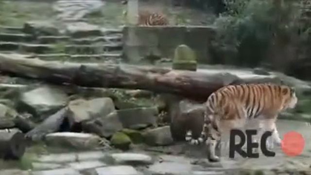 Lion And Tiger Mating: mating season смотреть онлайн