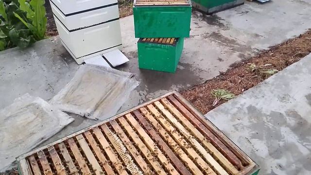 Изоляция матки в зиму. Делаю зимнюю пчелу применяя изолятор Каленова, снимая клеща. √ 1 . смотреть онлайн