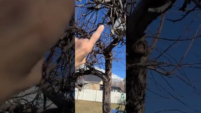 Pruning Apple Trees! смотреть онлайн