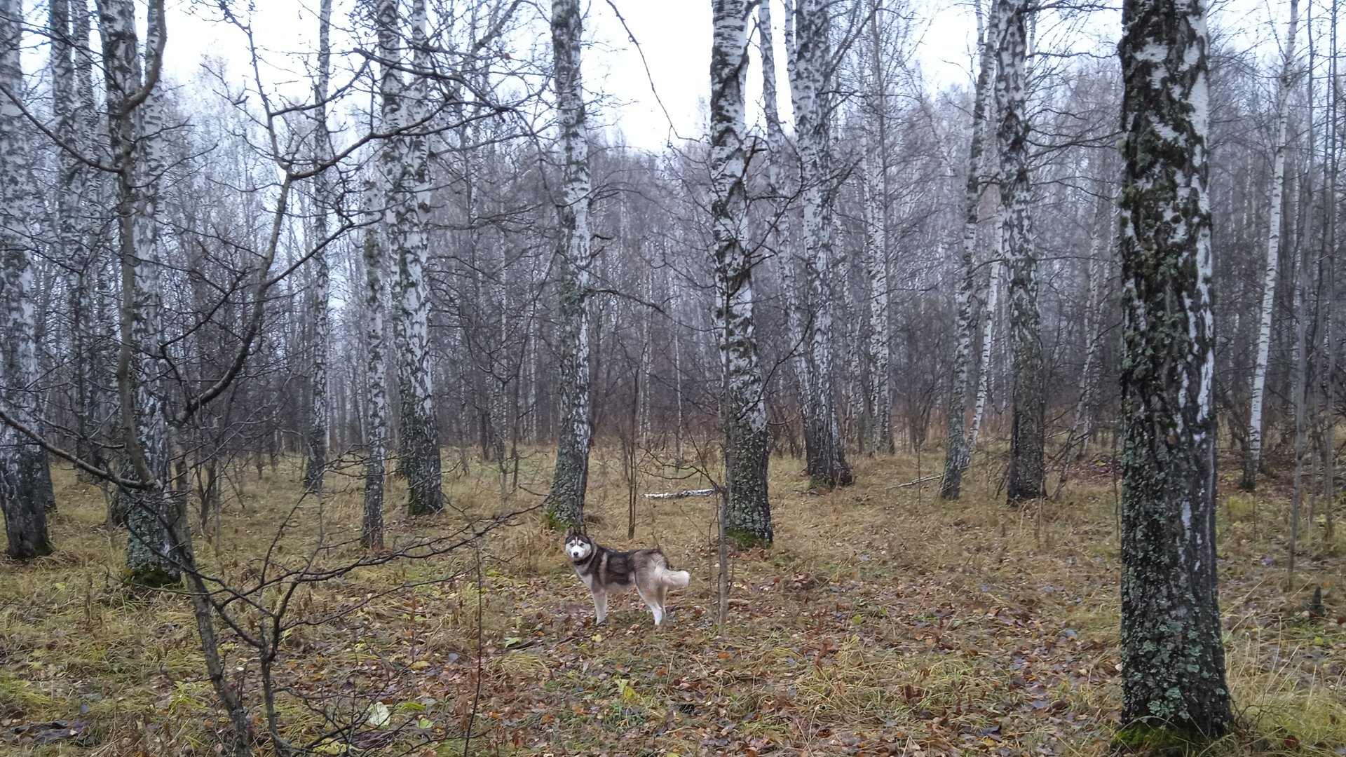 Отличная прогулка с Сибирской хаски в осеннем лесу смотреть онлайн