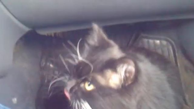 Коту жарко в машине смотреть онлайн