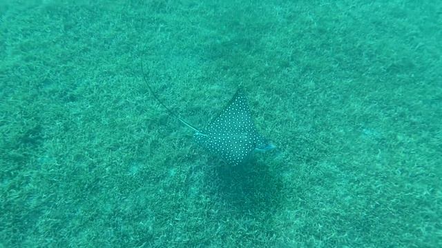 Following a Spotted Eagle Ray in #StCroix USVI snorkeling 🤿 with Amazon iPhone underwater case смотреть онлайн
