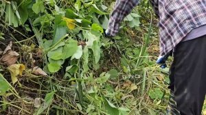 Single mother received her wages. Goodbye to the landlord and his wife to visit her mother.Ly Vy Ca