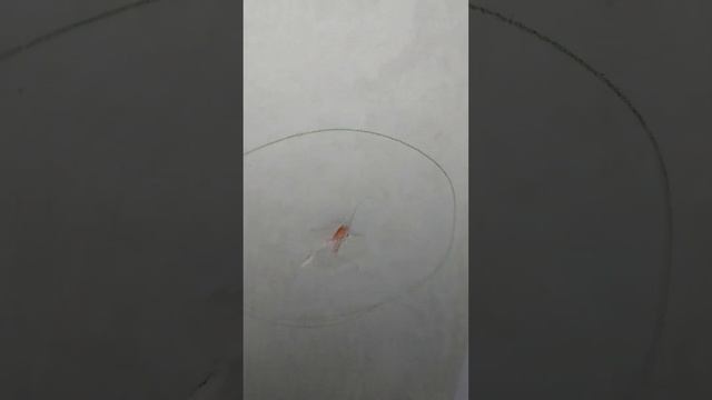 ПРИЕМКА КВАРТИРЫ В ЖК НА ГУРЬЕВСКОЙ смотреть онлайн