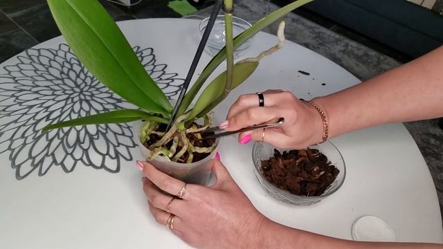 Новые жители. 😃Распаковка посылки,🎁 СЮРПРИЗ. Первая обработка после покупки 26.05.2021 смотреть онлайн