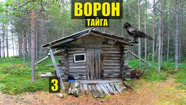 ВОРОН - ПЛОХАЯ ПРИМЕТА ДЕД 10 ЛЕТ в ТАЙГЕ ОТШЕЛЬНИК ДОМ СУДЬБА в ЛЕСУ ИСТОРИИ из ЖИЗНИ СЕРИАЛ 3 смотреть онлайн