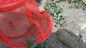 Ловля бабочек 🦋 1часть