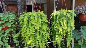 Почему сохнет и плохо растет вербейник монетчатый. Как вырастить шикарное кашпо.