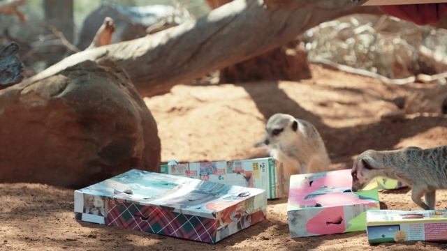 Mischievous Meerkats at Monarto Safari Park - San Diego Zoo Kids TV (tag) смотреть онлайн
