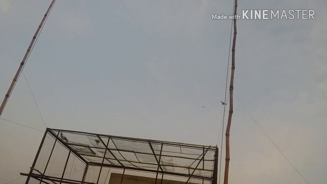 Pigeon training part 4 - Start your pigeons training when they are 16 weeks old -HIGH FLYING PIGEON смотреть онлайн